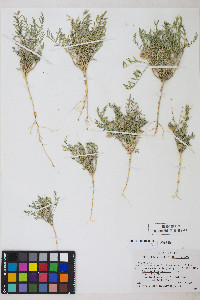 Astragalus geyeri image