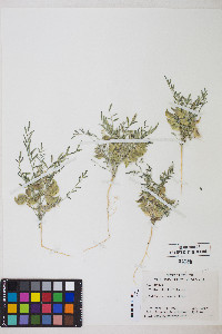 Astragalus geyeri var. geyeri image