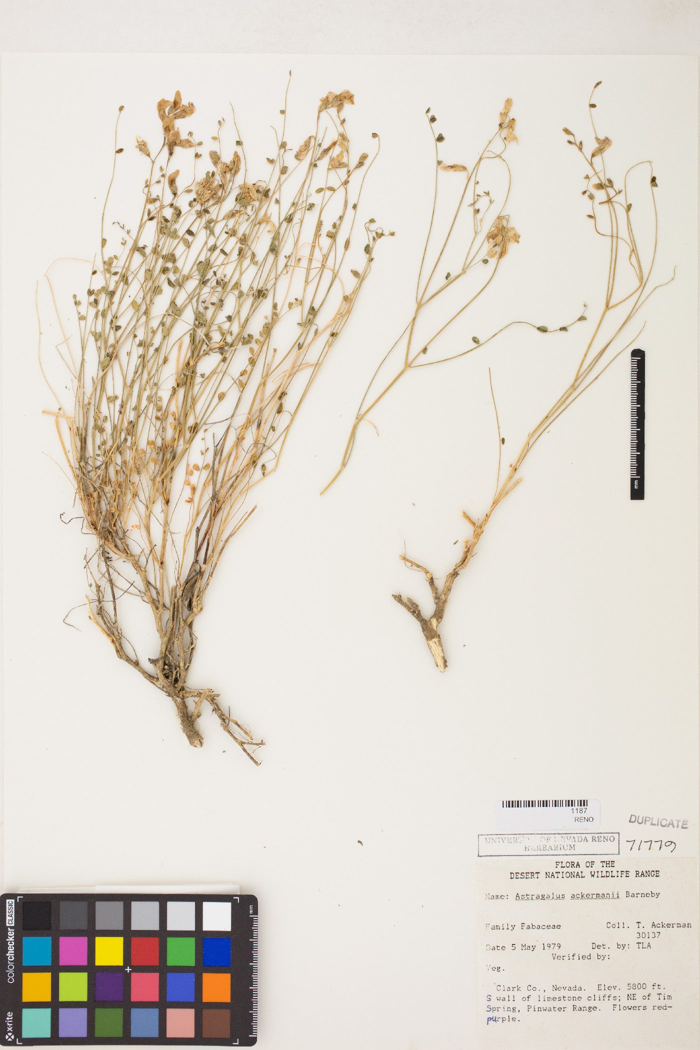 Astragalus ackermanii image