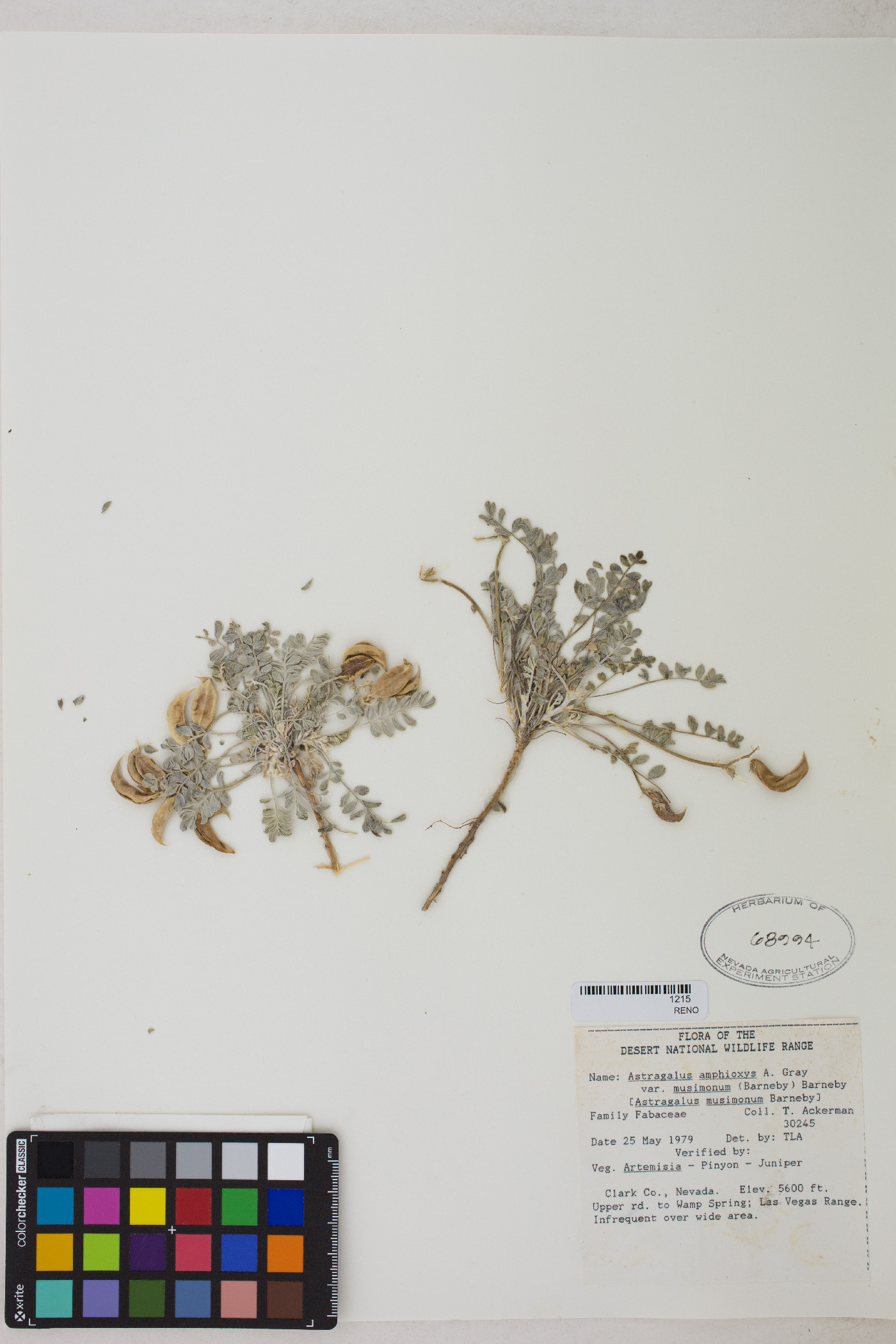 Astragalus amphioxys var. musimonum image