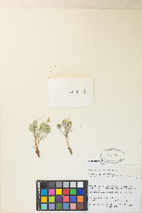 Viola charlestonensis image