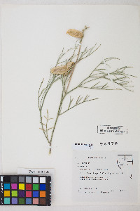 Astragalus pterocarpus image
