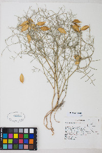 Astragalus pterocarpus image