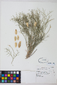 Astragalus pterocarpus image