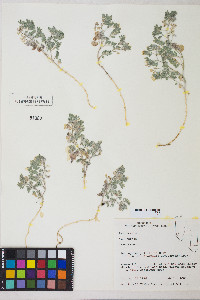 Astragalus pulsiferae image