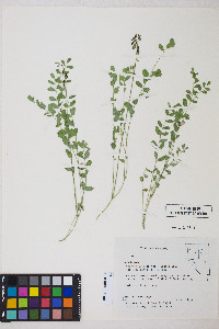 Astragalus robbinsii image