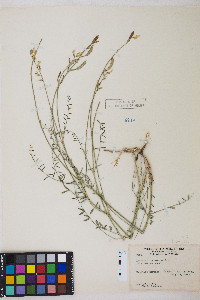 Astragalus remotus image