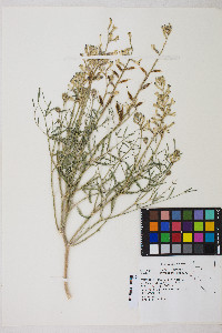 Astragalus serenoi image