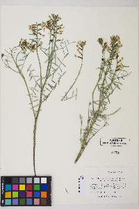 Astragalus serenoi var. sordescens image