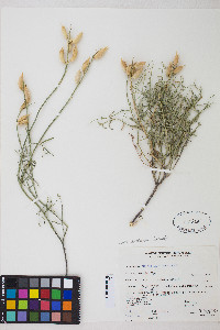 Astragalus serenoi image