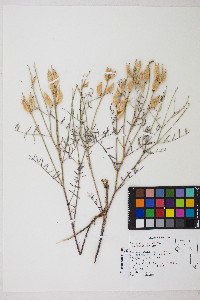 Astragalus serenoi image