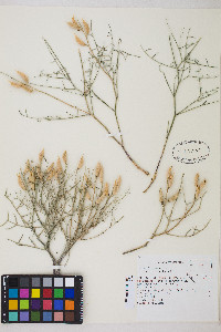 Astragalus serenoi image