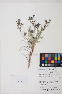 Astragalus zionis var. vigulus image