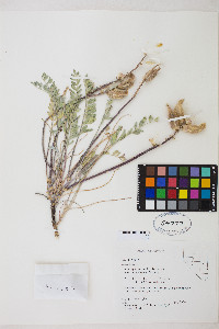Astragalus eurylobus image