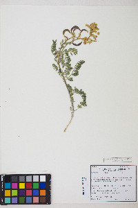 Astragalus gibbsii image