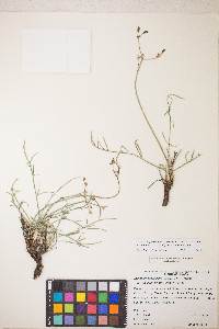 Peucedanum graveolens image