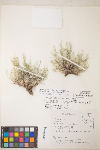Peucedanum graveolens image