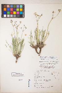 Peucedanum graveolens image