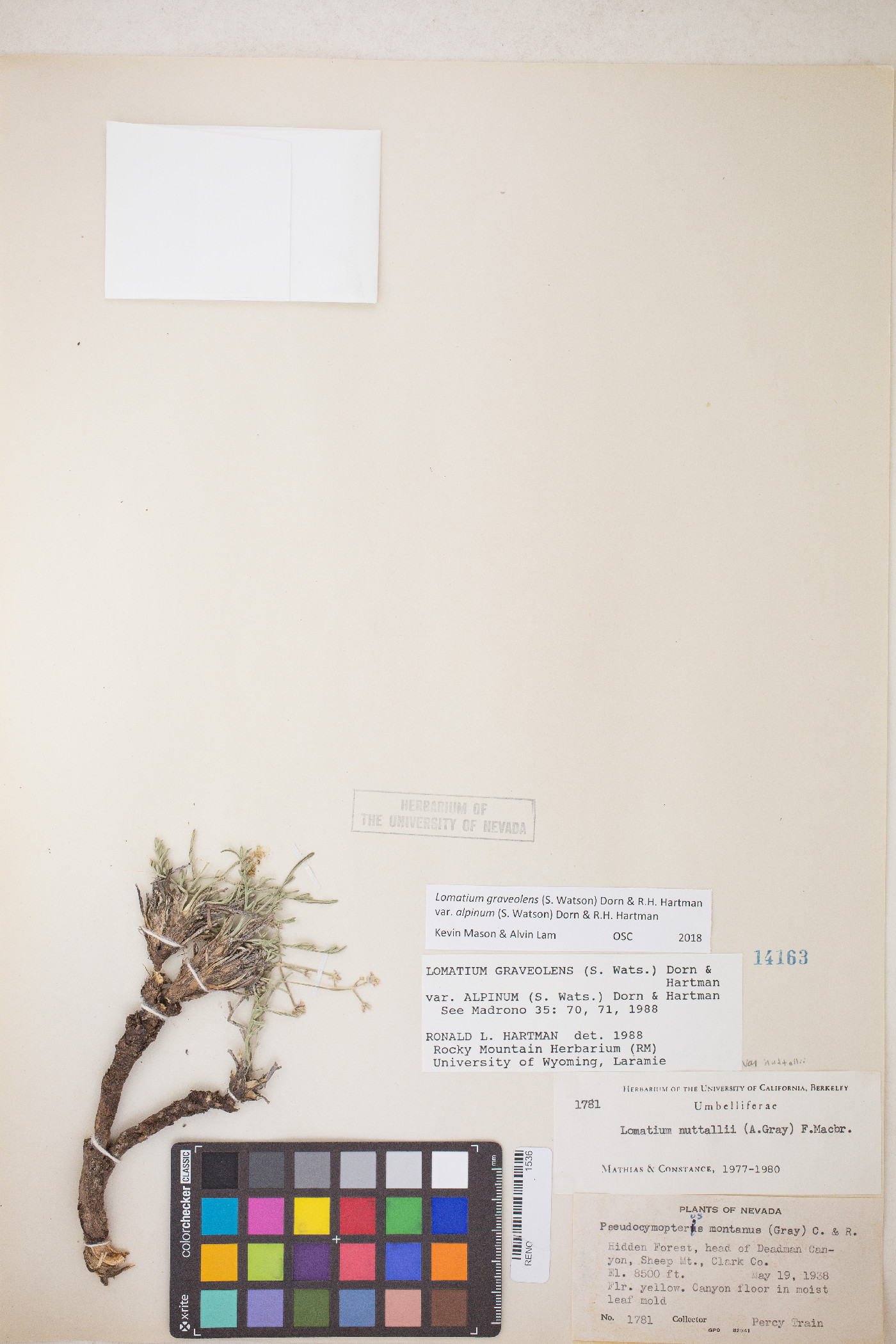 Peucedanum graveolens image