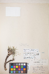 Peucedanum graveolens image