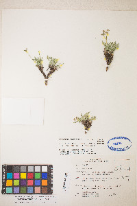 Peucedanum graveolens image