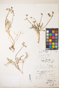 Lomatium hendersonii image
