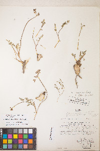 Lomatium hendersonii image