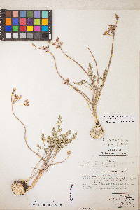 Lomatium hendersonii image