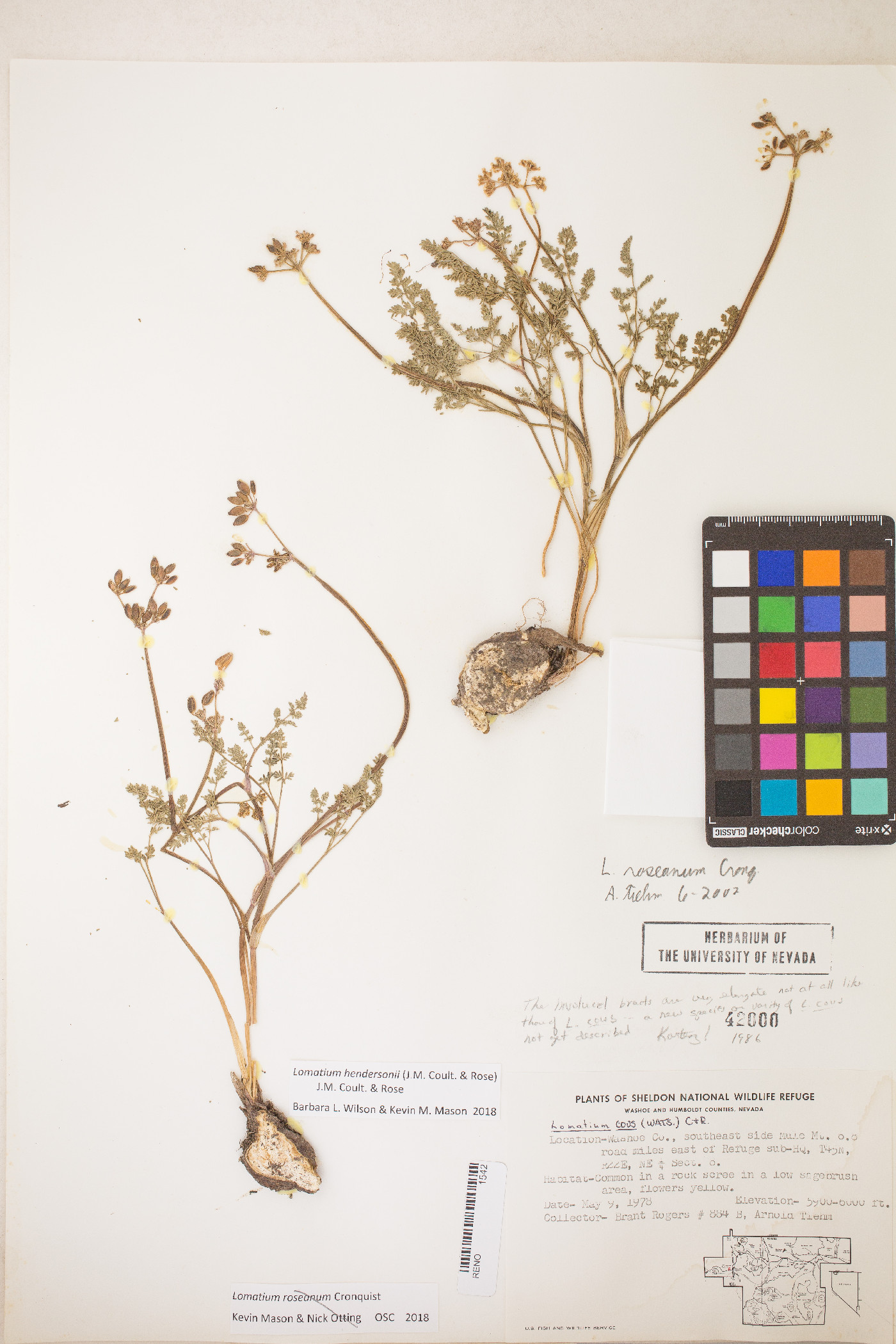 Lomatium hendersonii image