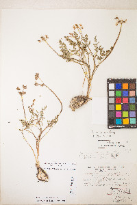 Lomatium hendersonii image