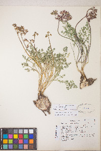 Lomatium hendersonii image