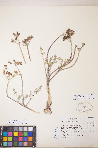 Lomatium hendersonii image