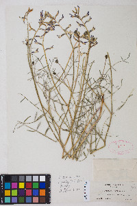 Astragalus serenoi image