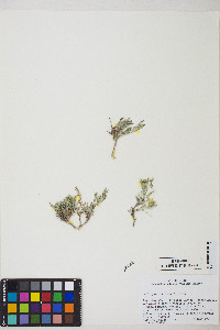 Astragalus jejunus image