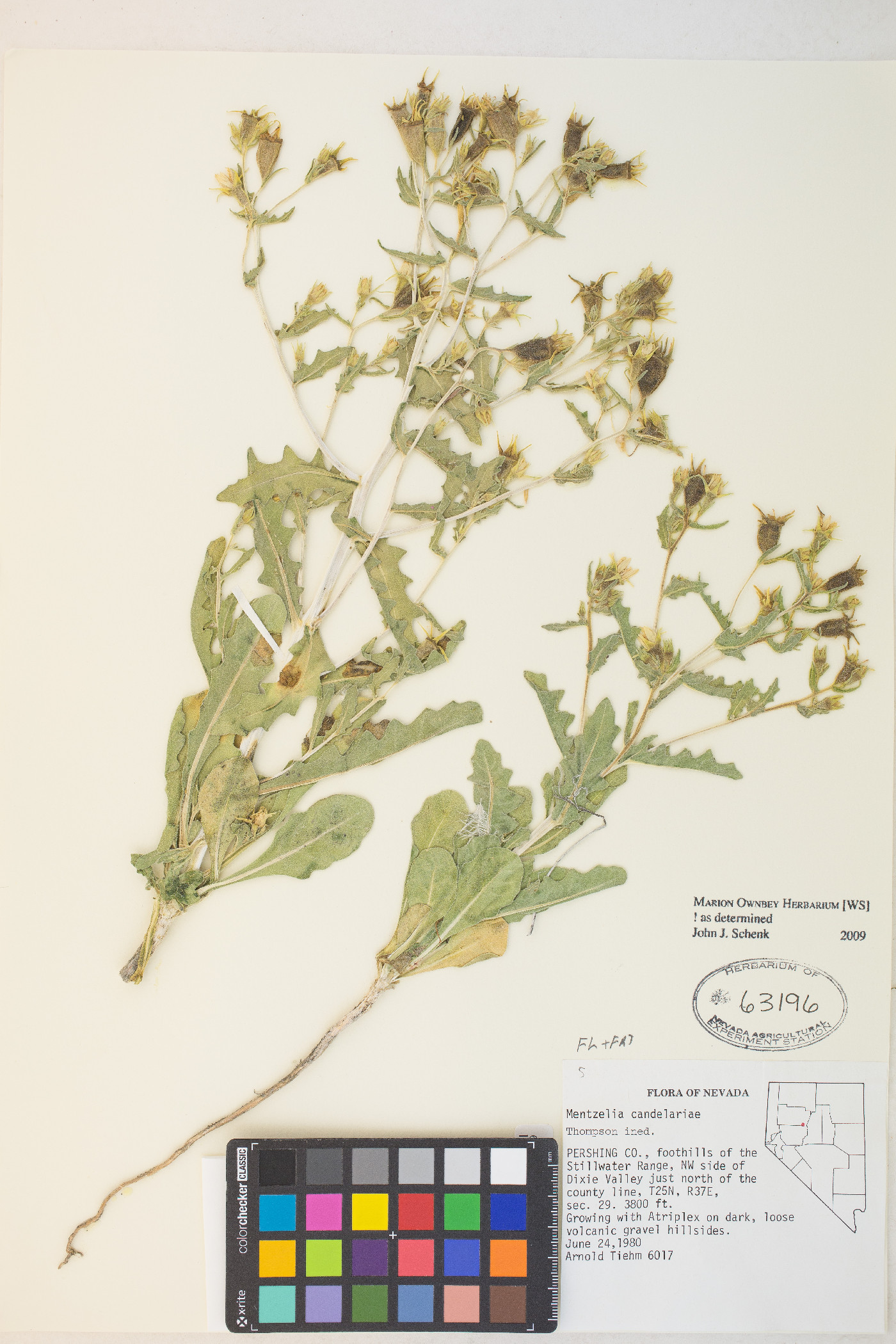 Mentzelia candelariae image