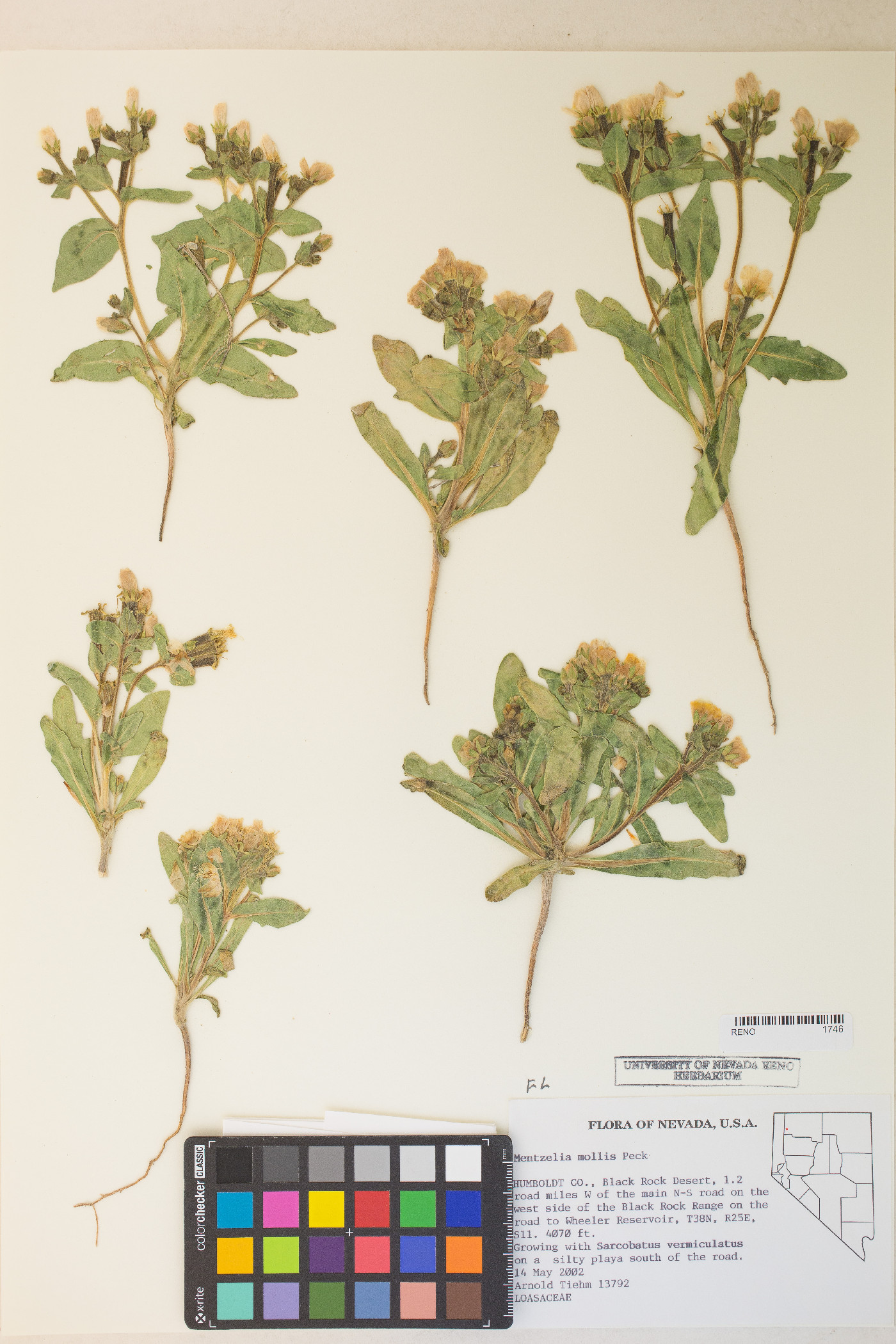 Mentzelia mollis image