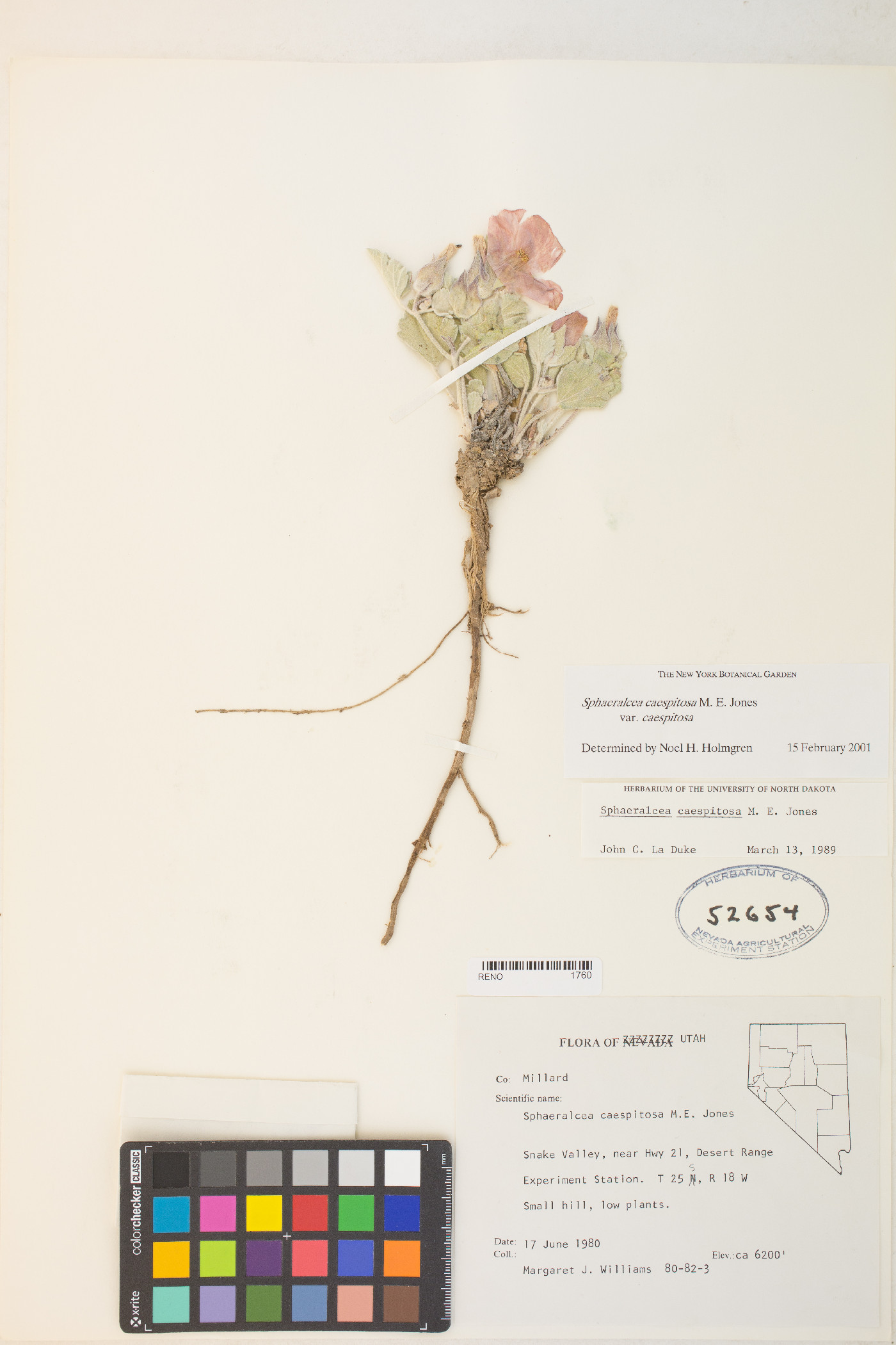 Sphaeralcea caespitosa var. caespitosa image