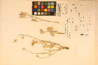 Sphaeralcea caespitosa image