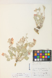 Sphaeralcea caespitosa var. williamsiae image