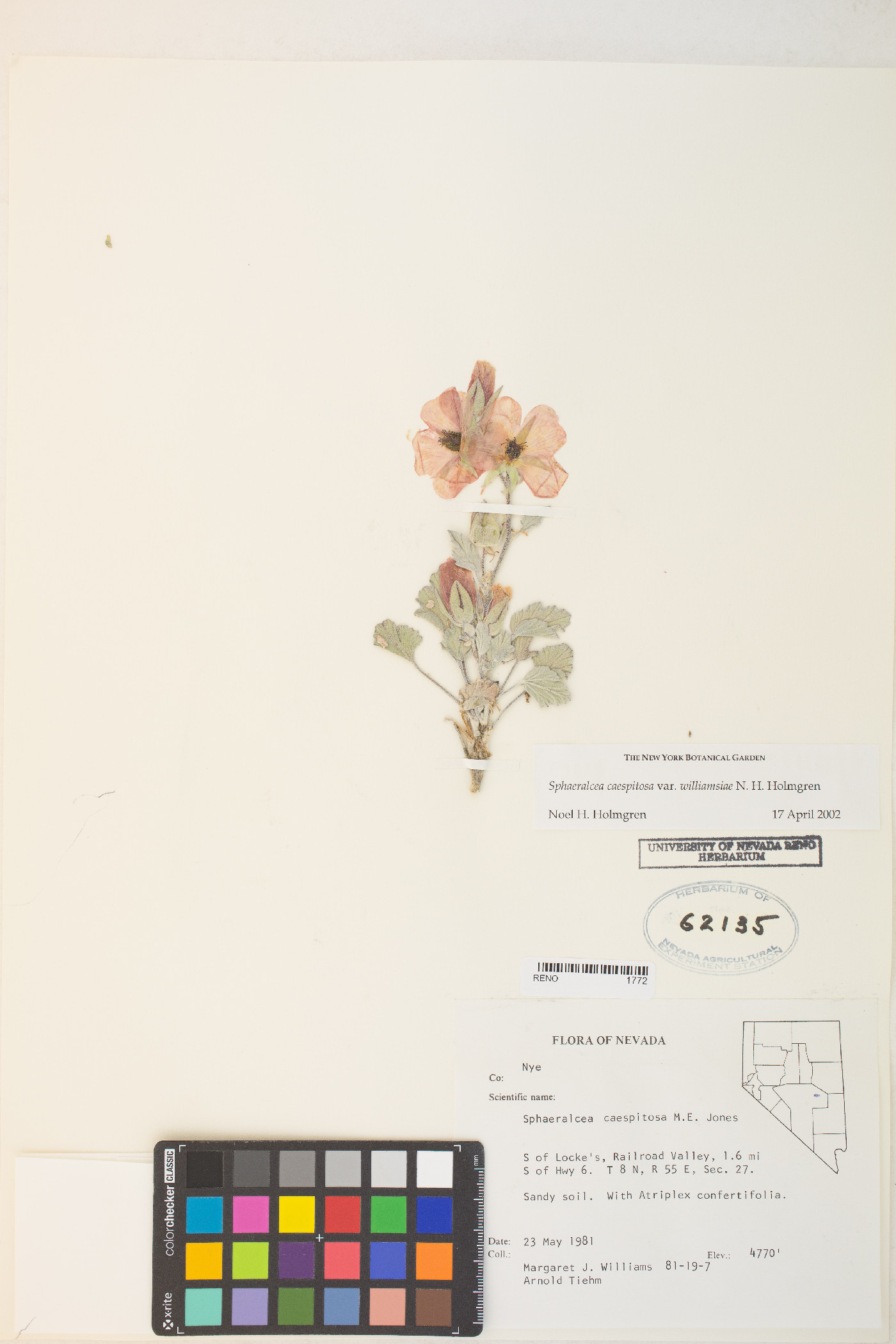 Sphaeralcea caespitosa var. williamsiae image