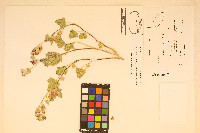 Sphaeralcea caespitosa image