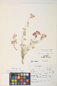 Sphaeralcea caespitosa var. williamsiae image