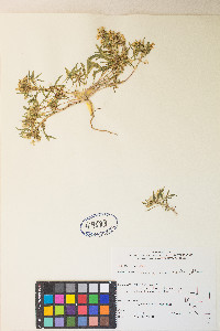 Eremothera nevadensis image
