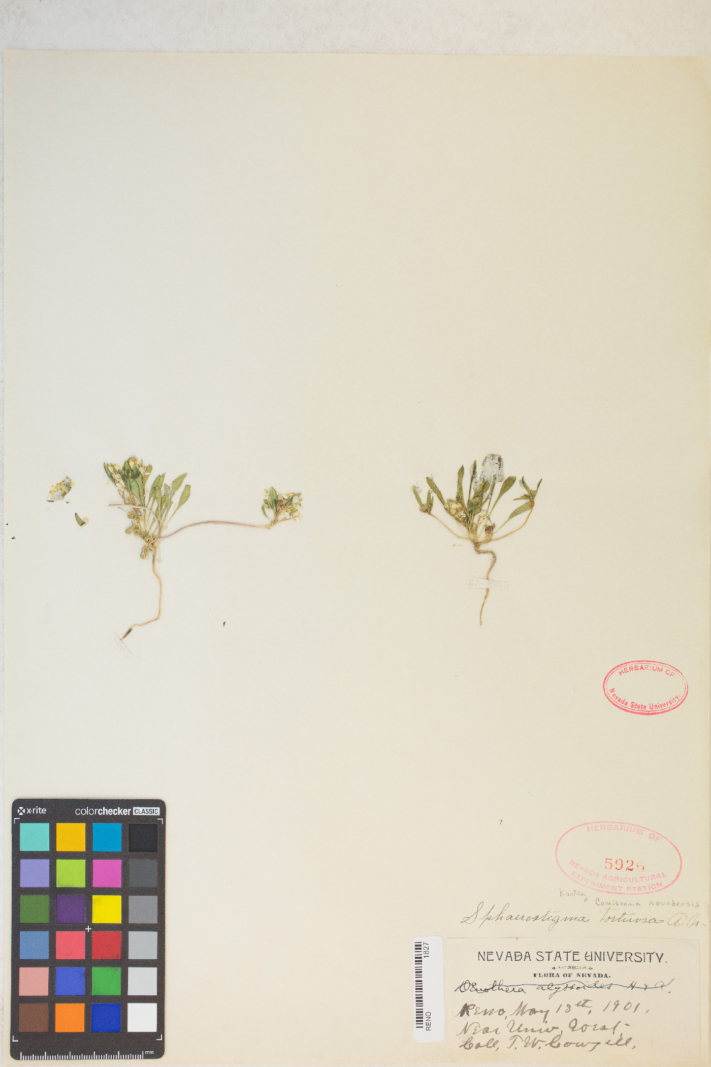 Eremothera nevadensis image