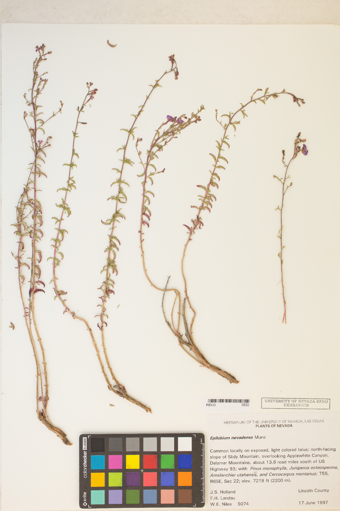 Epilobium nevadense image