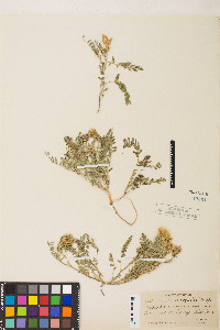 Astragalus agrestis image