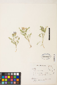 Astragalus agrestis image