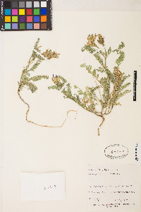 Astragalus agrestis image