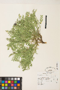 Astragalus agrestis image