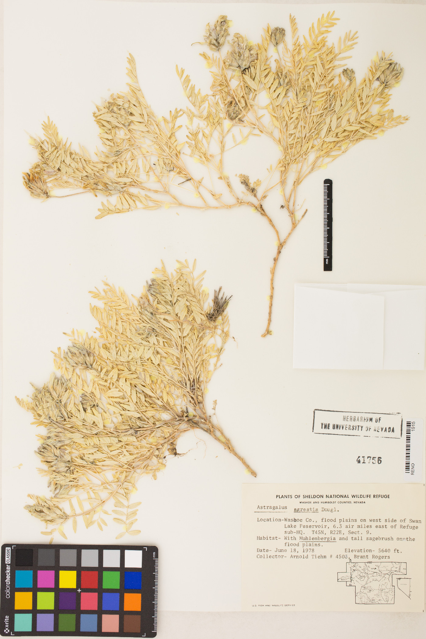 Astragalus agrestis image